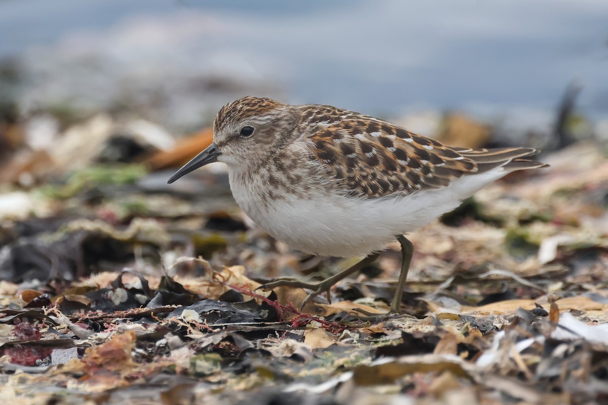 Least Sandpiper - ML640877527