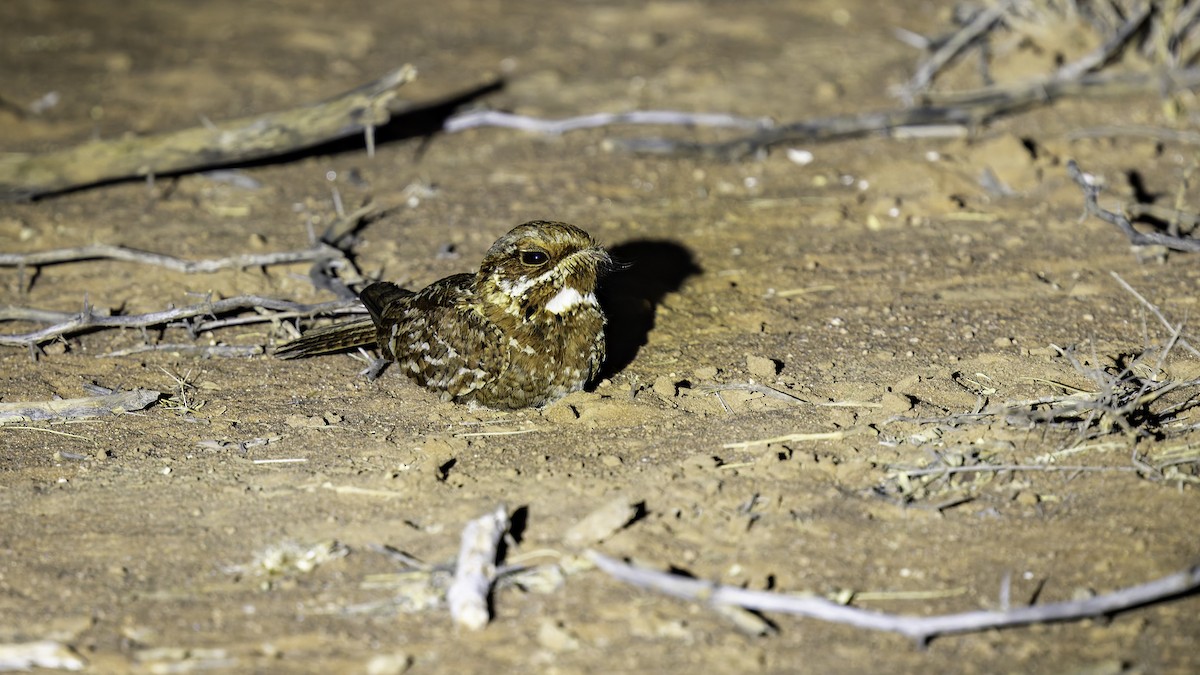 Donaldson Smith's Nightjar - ML640877531