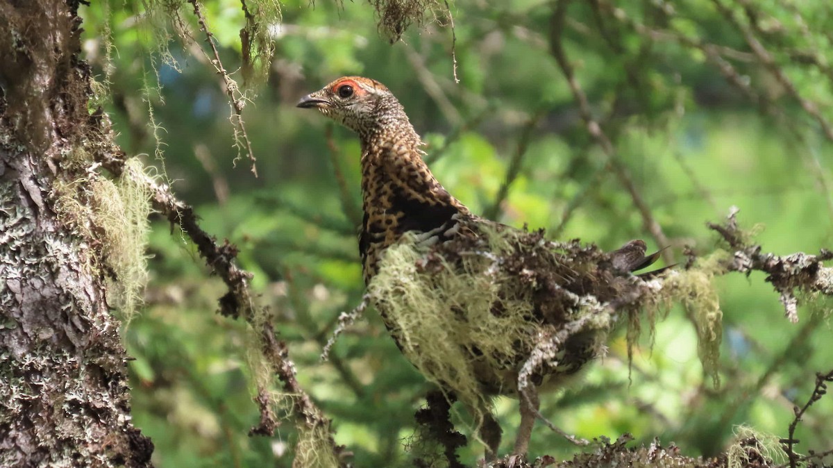 Spruce Grouse - ML640877544