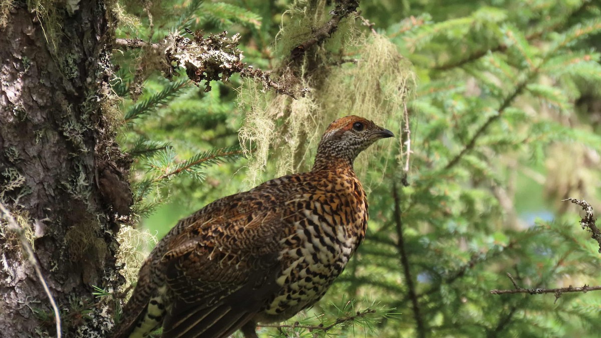 Spruce Grouse - ML640877545