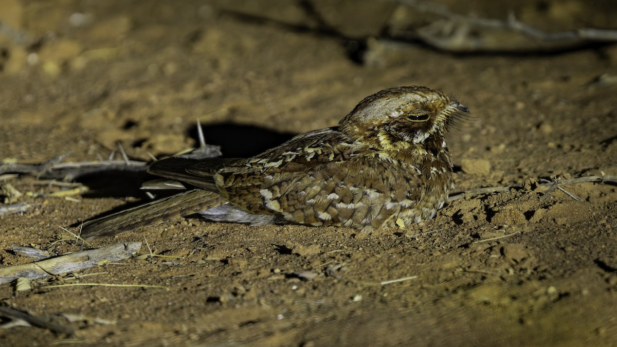 Donaldson Smith's Nightjar - ML640877547