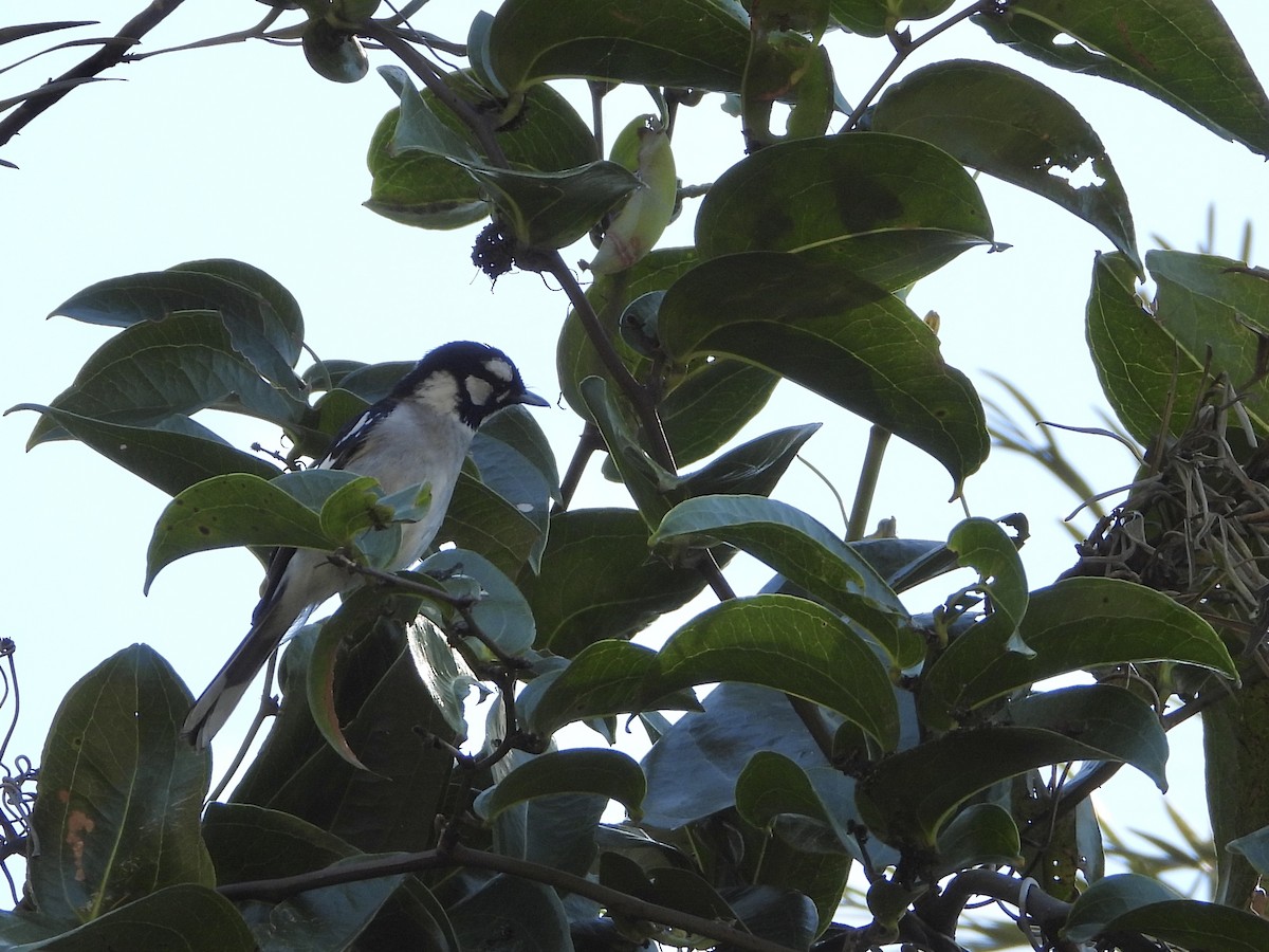 White-eared Monarch - ML640877594