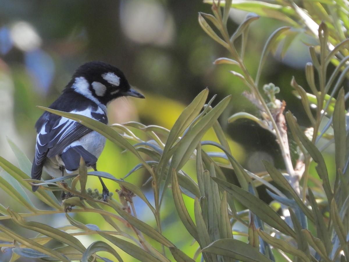 White-eared Monarch - ML640877595