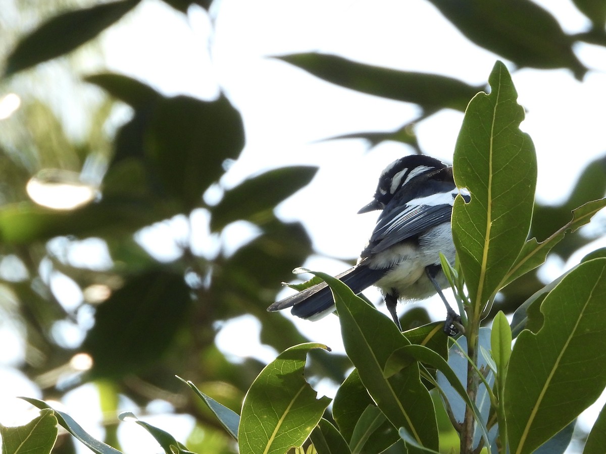 White-eared Monarch - ML640877596