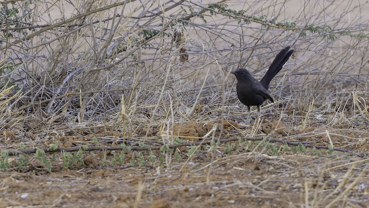 Black Scrub-Robin - ML640877627