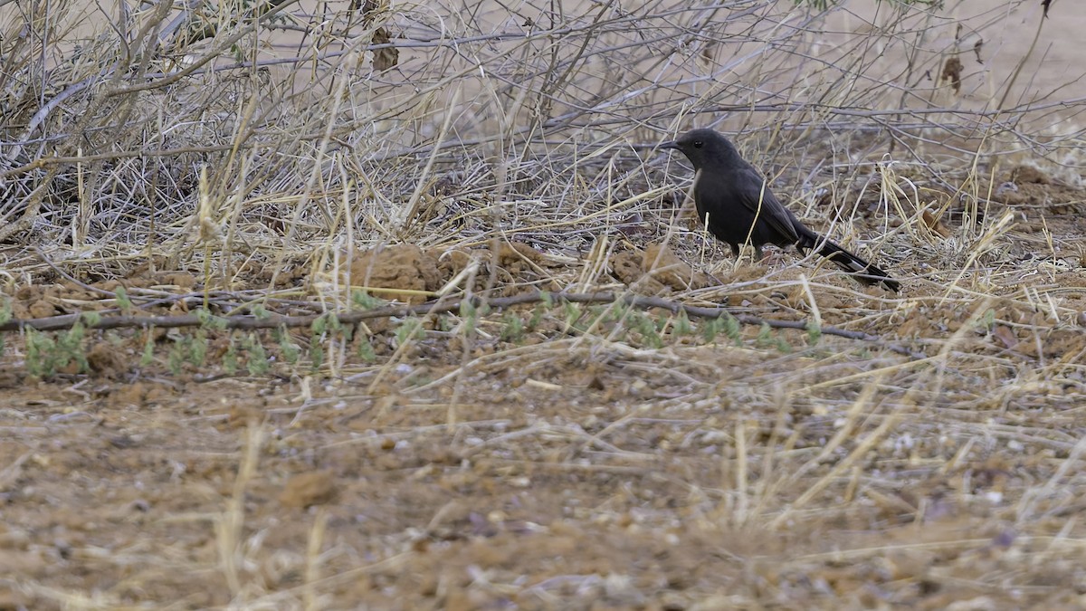 Black Scrub-Robin - ML640877634