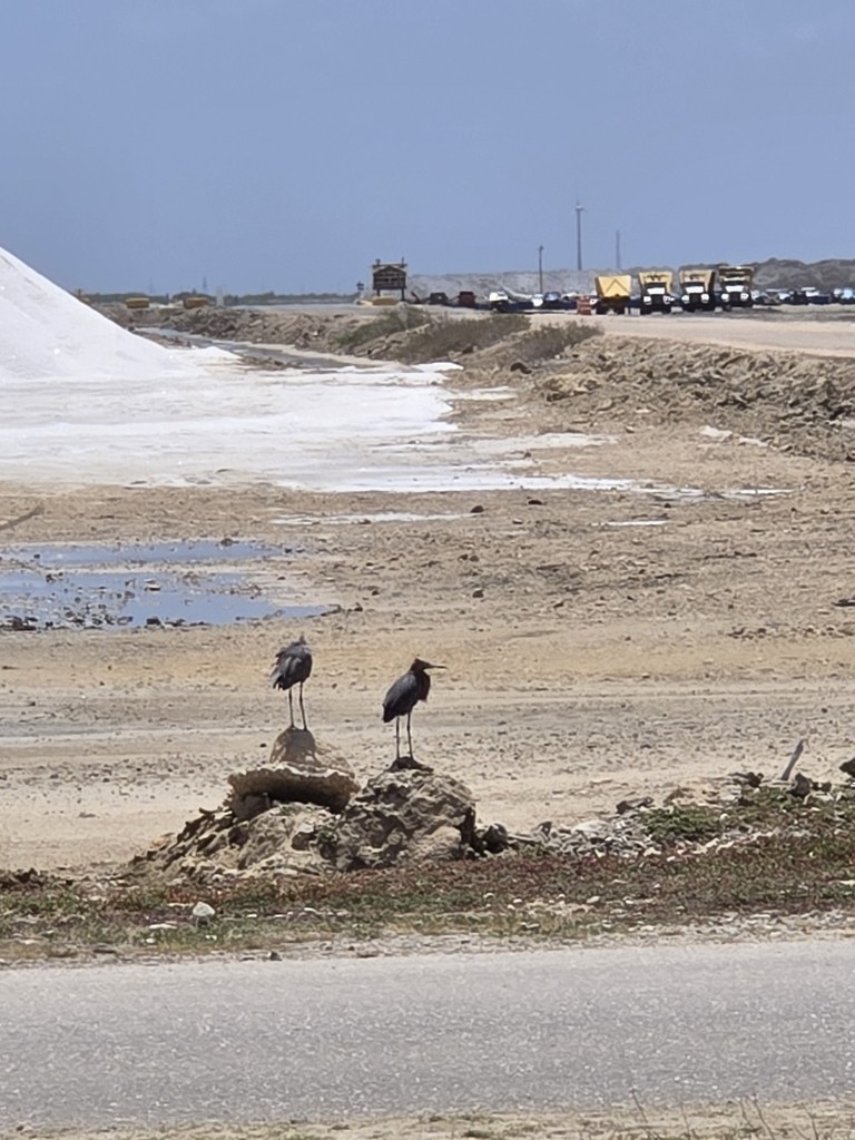 Reddish Egret - ML640877839