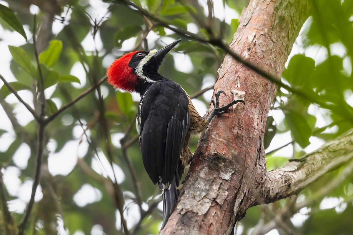 Powerful Woodpecker - ML640877866