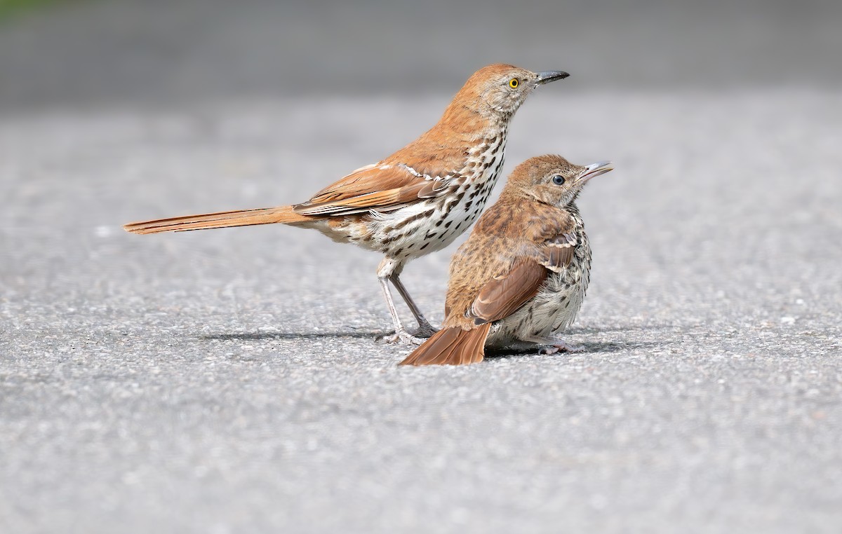 Brown Thrasher - ML640877892