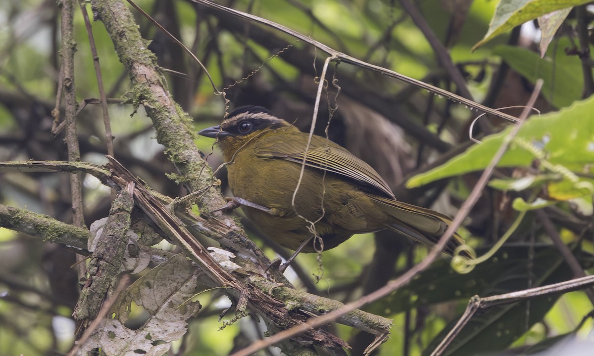 Black-capped Hemispingus - ML640877910