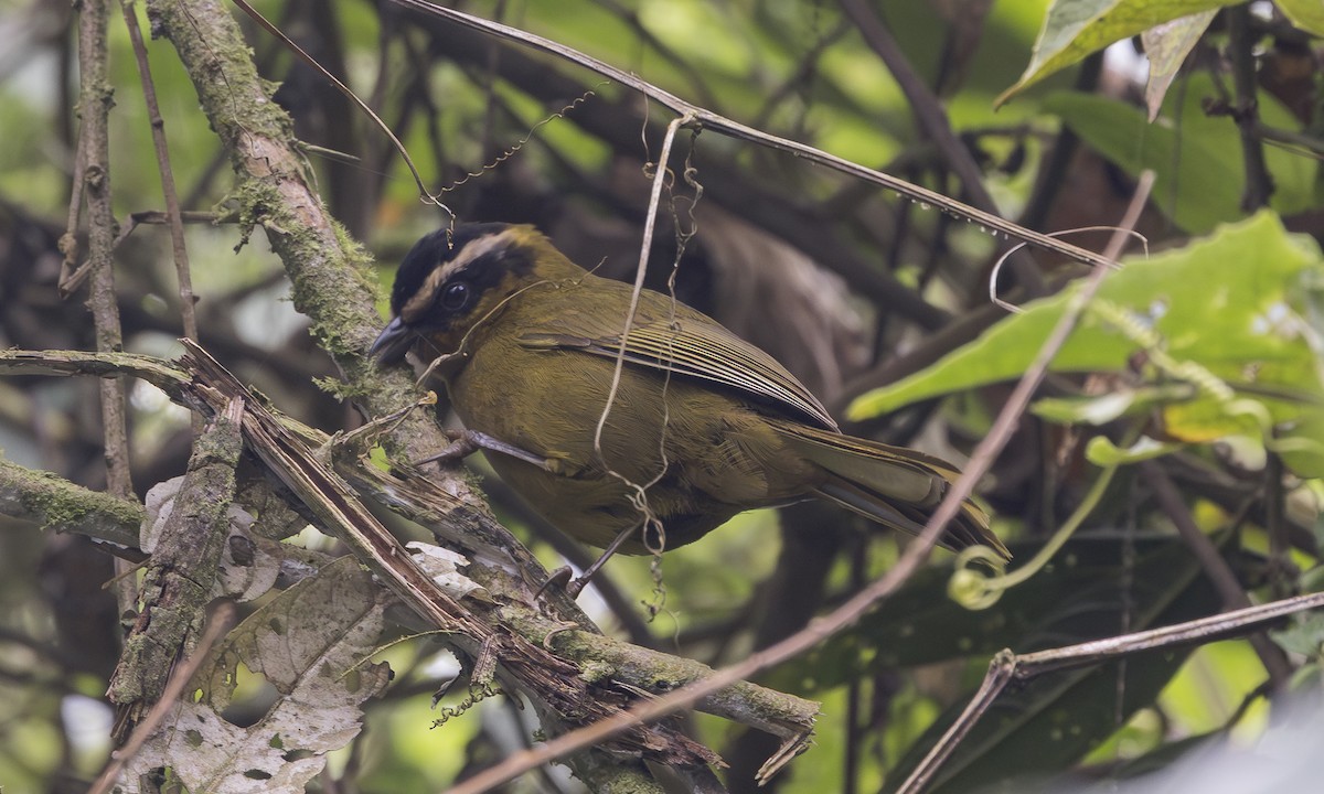 Black-capped Hemispingus - ML640877911