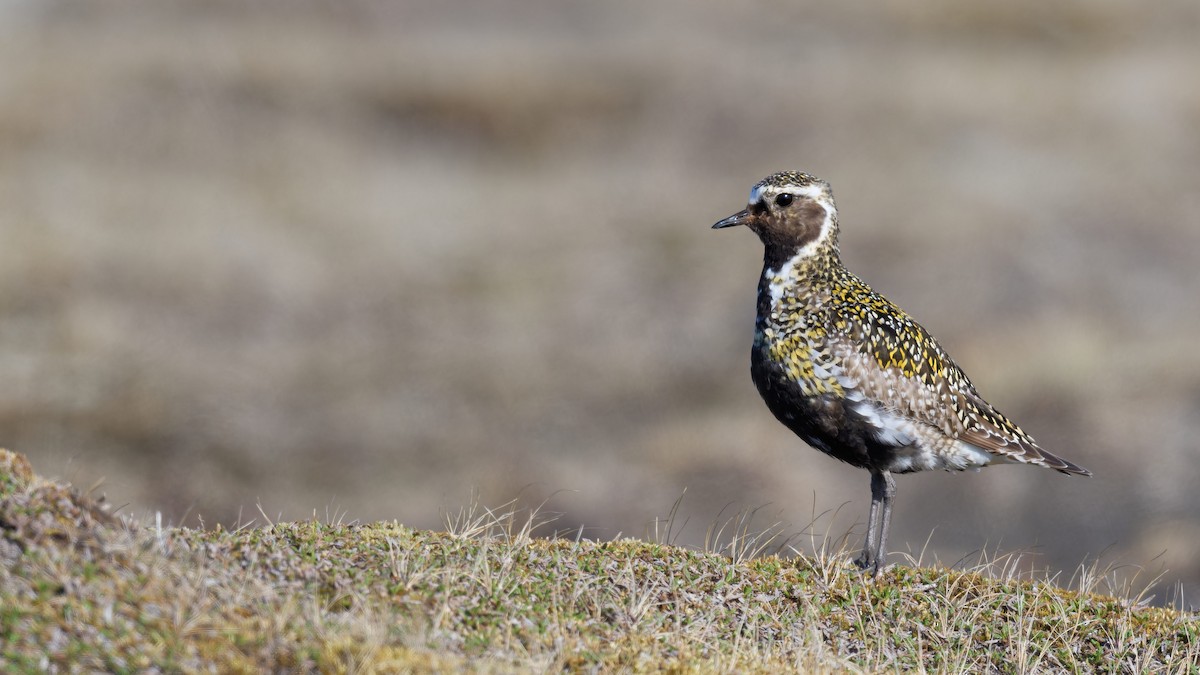 European Golden-Plover - ML640877915