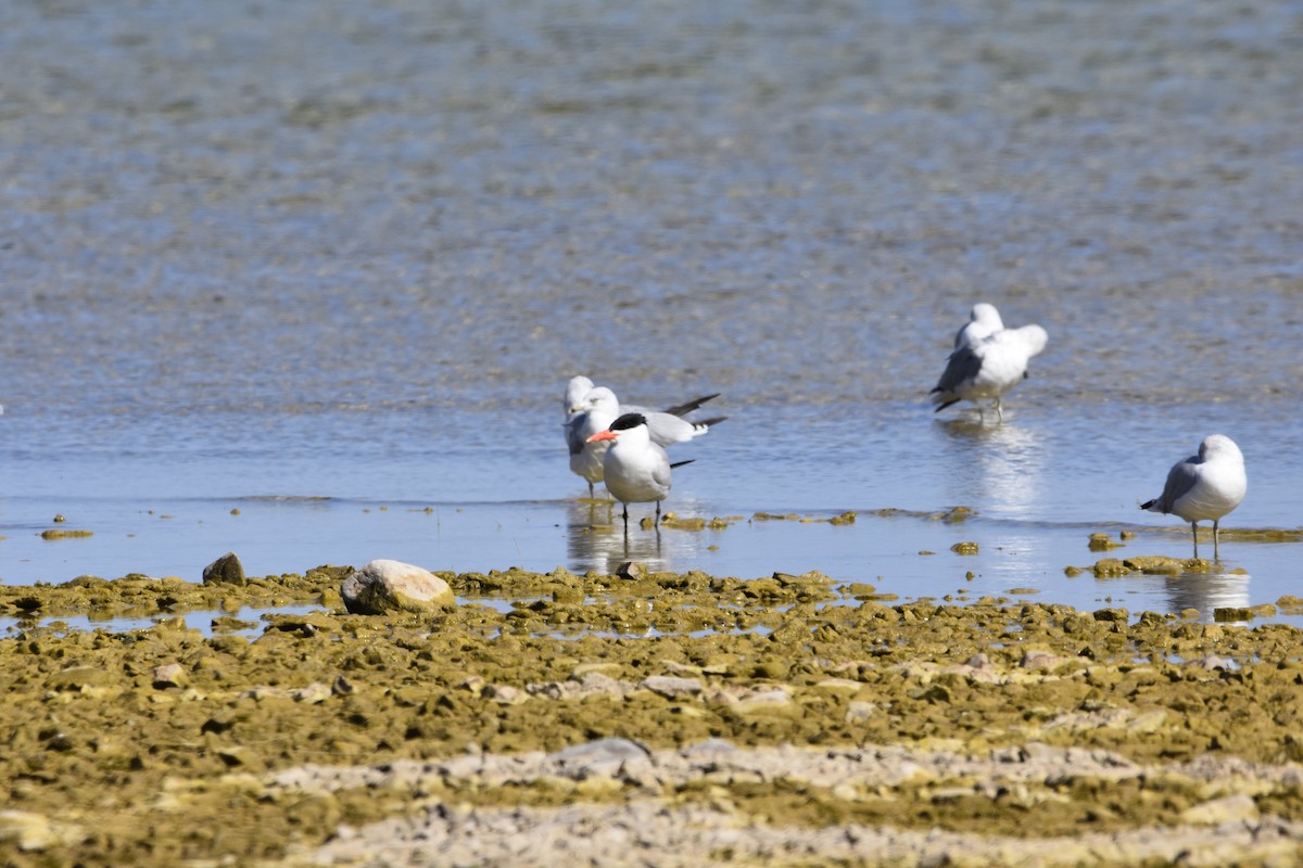 Caspian Tern - ML640877961