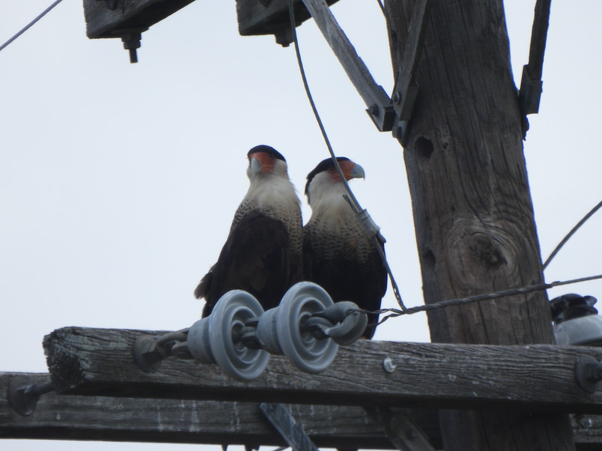 Crested Caracara (Northern) - ML640878019