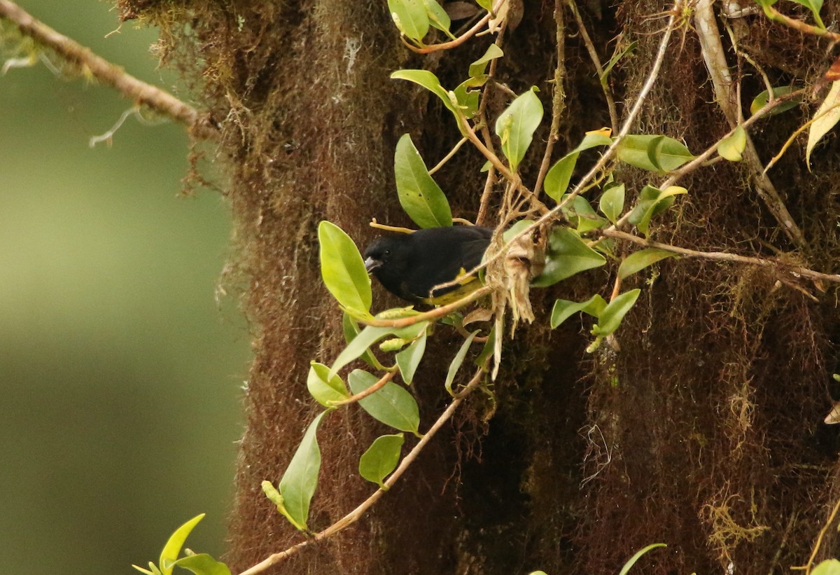 Yellow-bellied Siskin - ML640878035