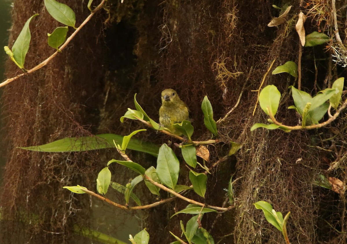 Yellow-bellied Siskin - ML640878036