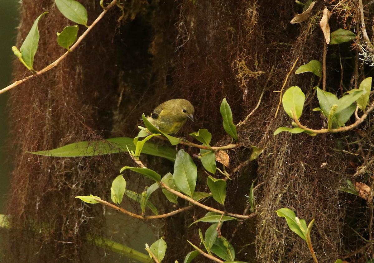 Yellow-bellied Siskin - ML640878037