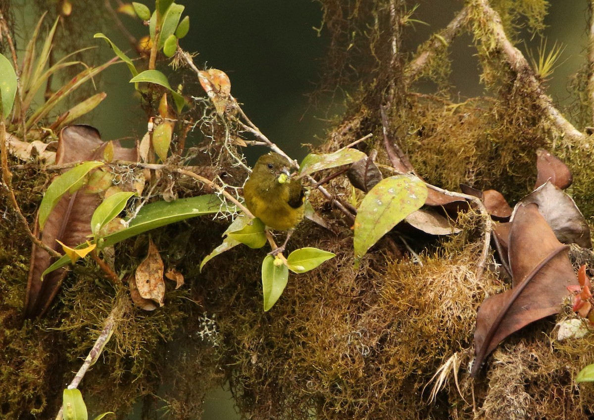 Yellow-bellied Siskin - ML640878038