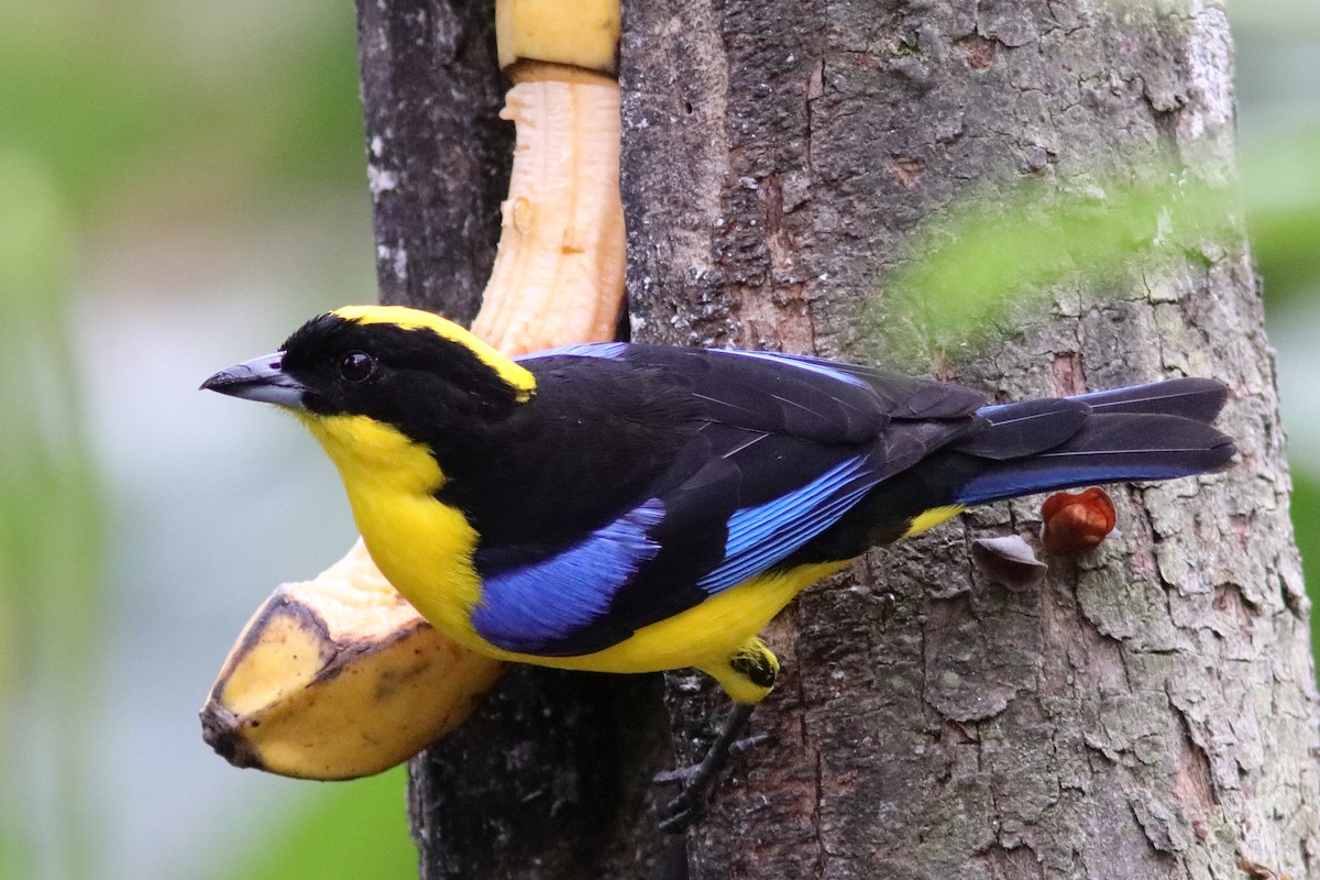 Blue-winged Mountain Tanager - ML640878039