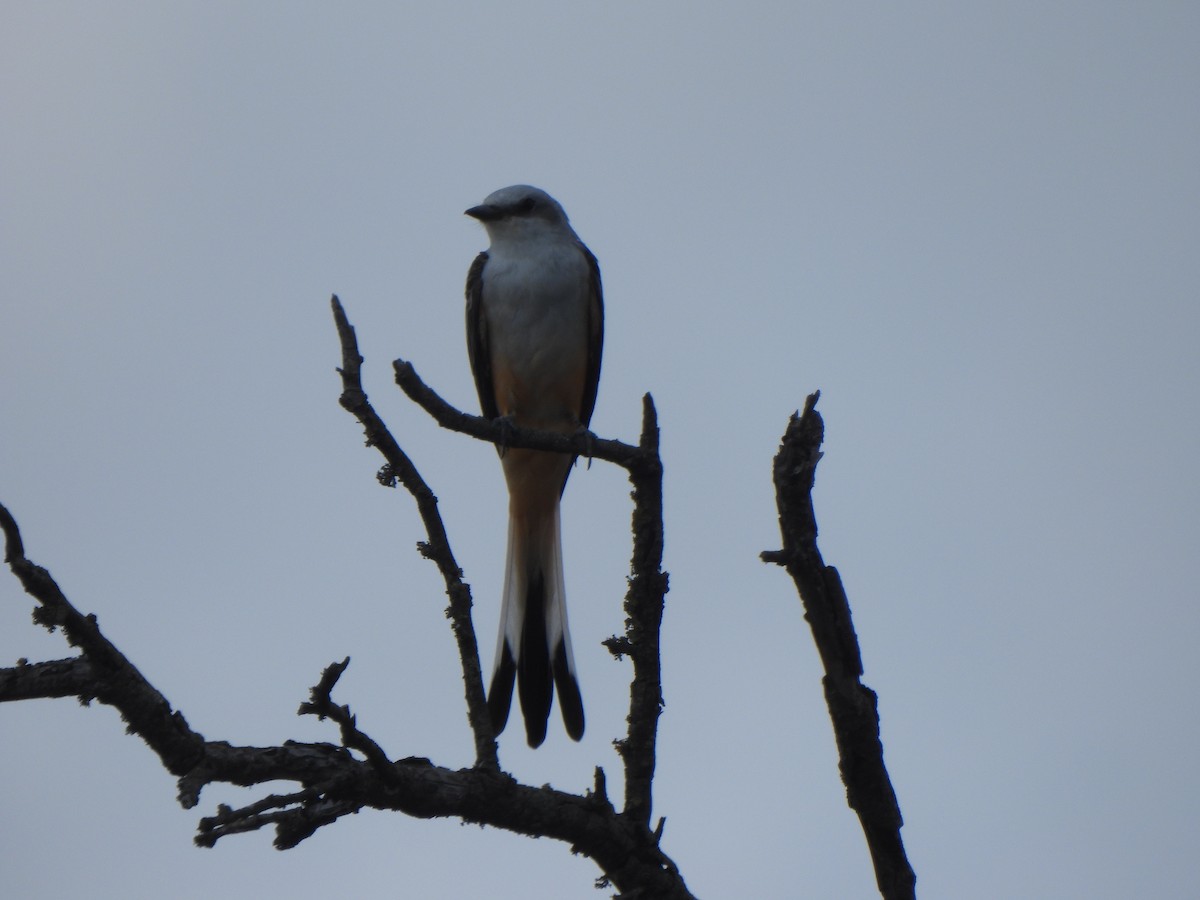 Scissor-tailed Flycatcher - ML640878044