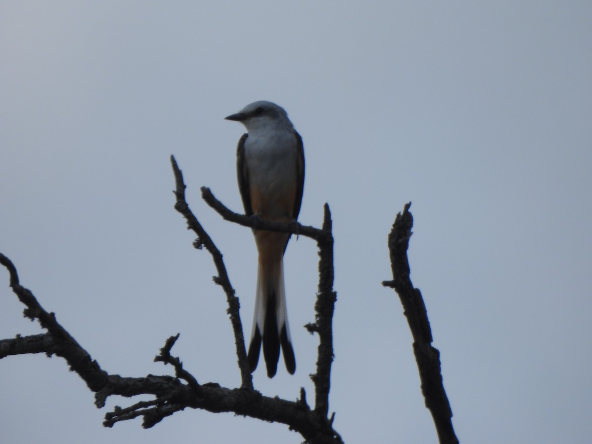Scissor-tailed Flycatcher - ML640878052