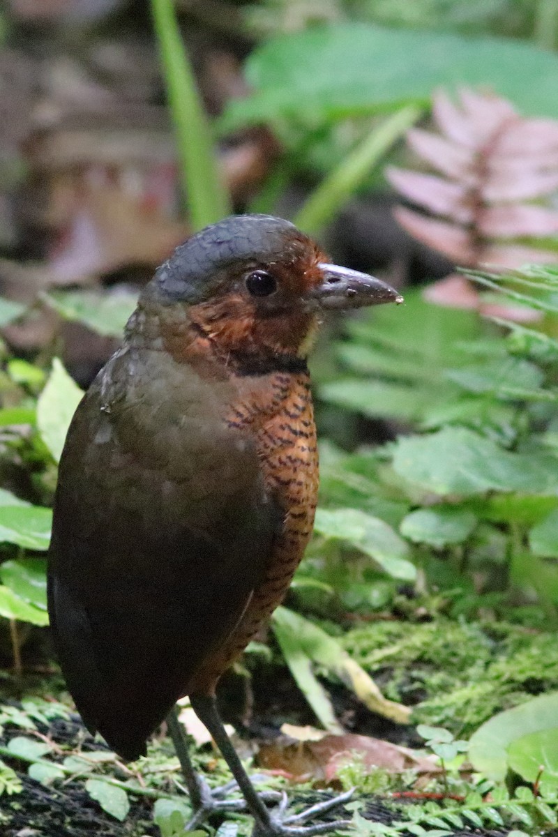 Giant Antpitta - ML640878061