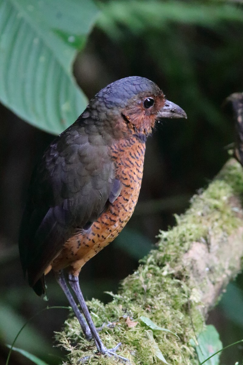 Giant Antpitta - ML640878062