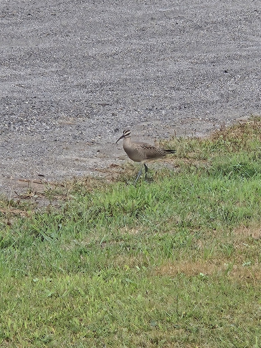 Hudsonian Whimbrel - ML640878076