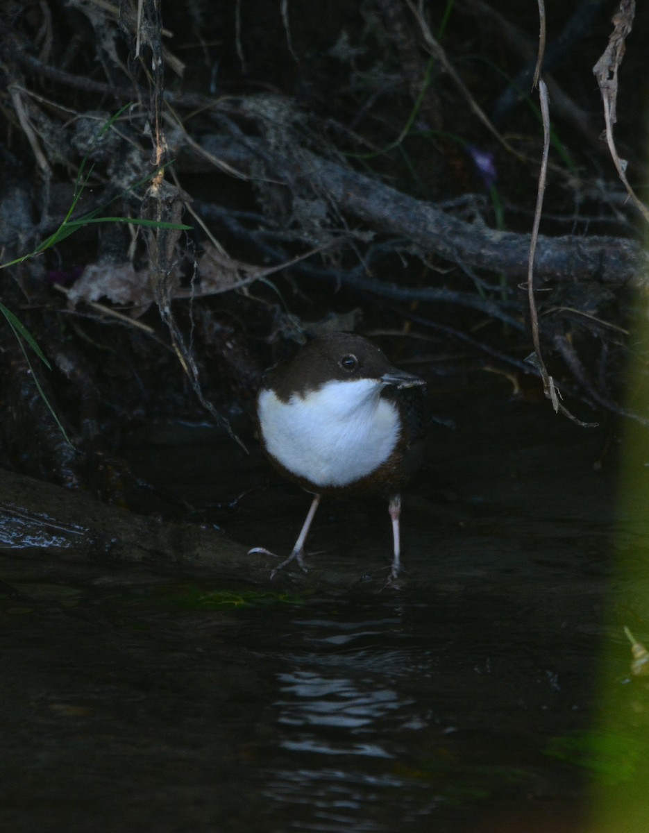 White-throated Dipper - ML640878096