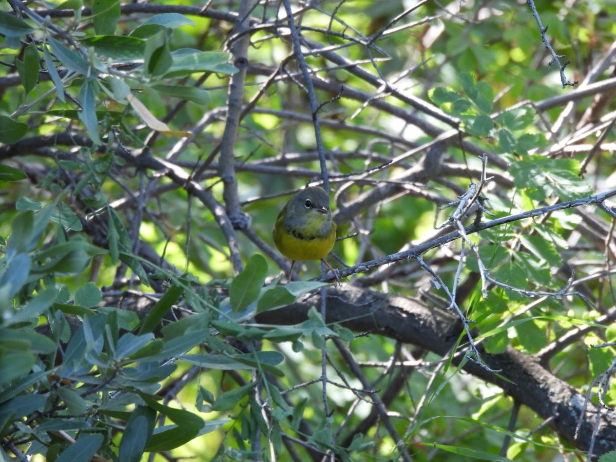 Mourning Warbler - ML640878173