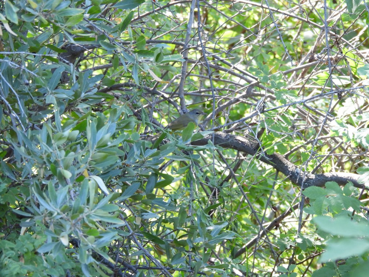 Mourning Warbler - ML640878174