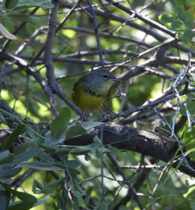 Mourning Warbler - ML640878175