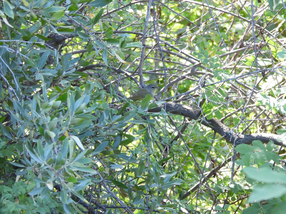 Mourning Warbler - ML640878176