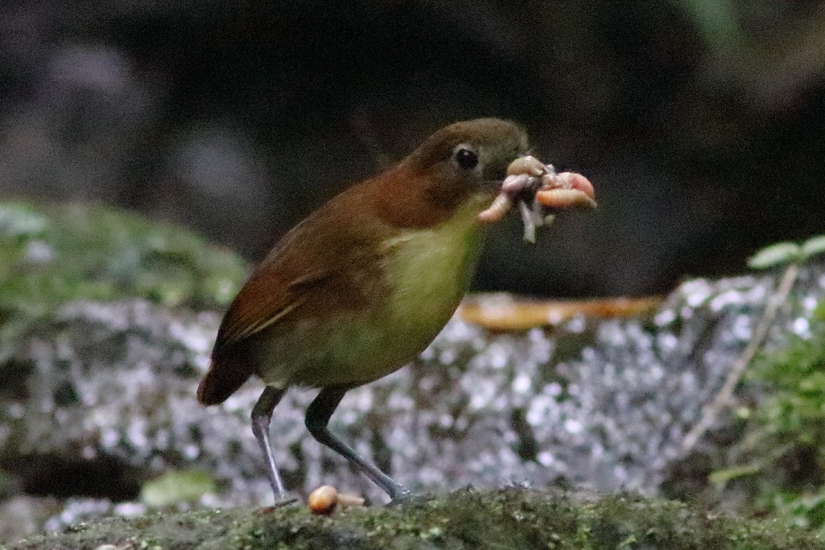 Yellow-breasted Antpitta - ML640878288