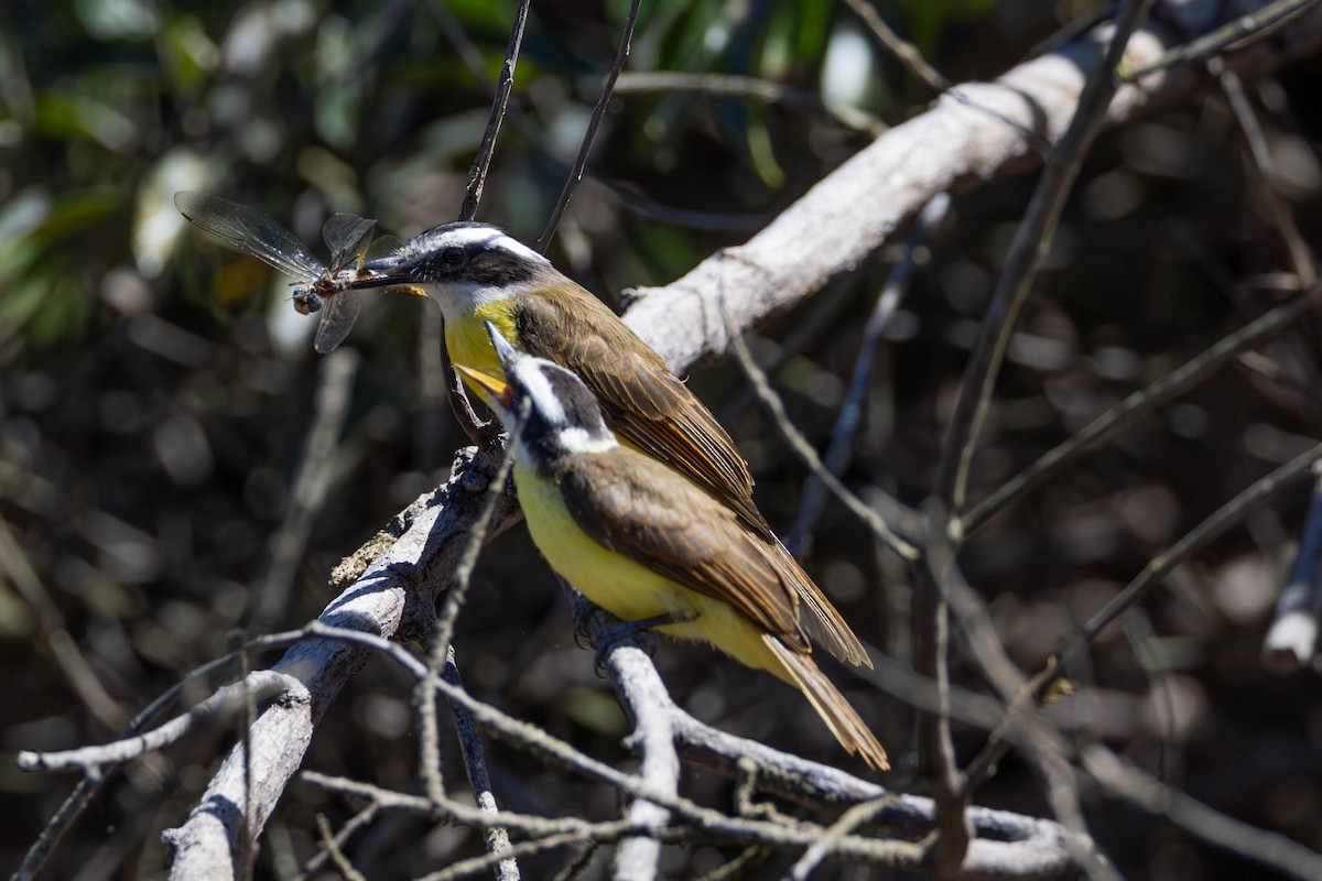 Lesser Kiskadee - ML640878341