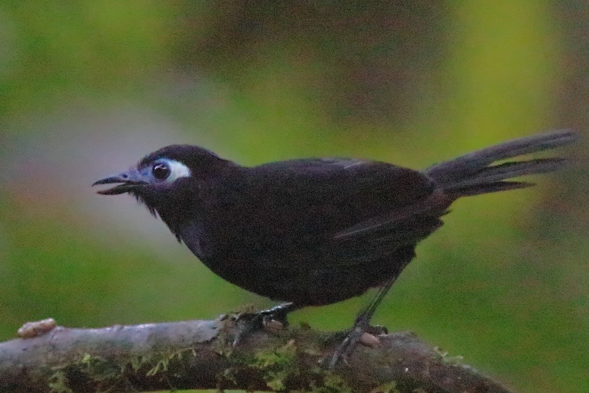 sambomaurfugl (berlepschi) - ML640878470