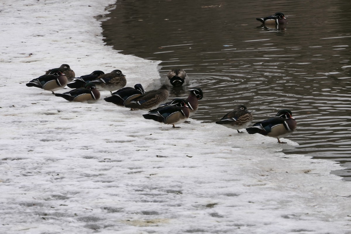 Wood Duck - ML640878525