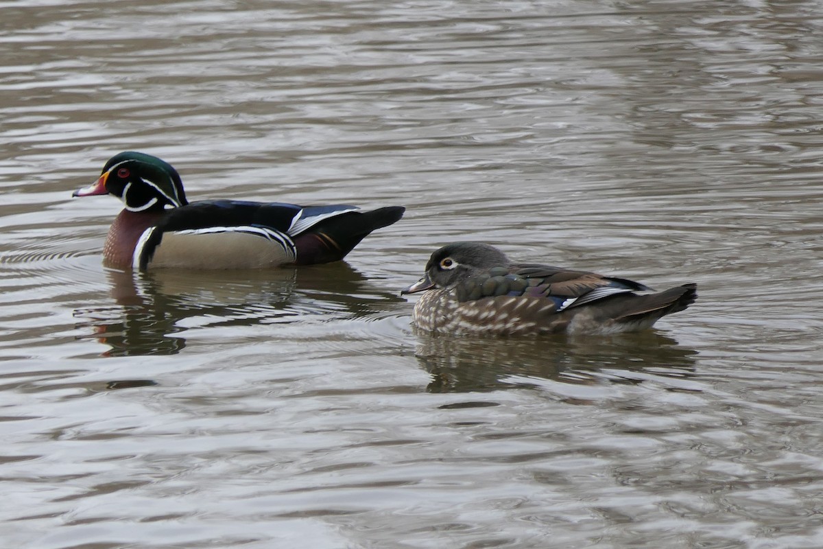 Wood Duck - ML640878526