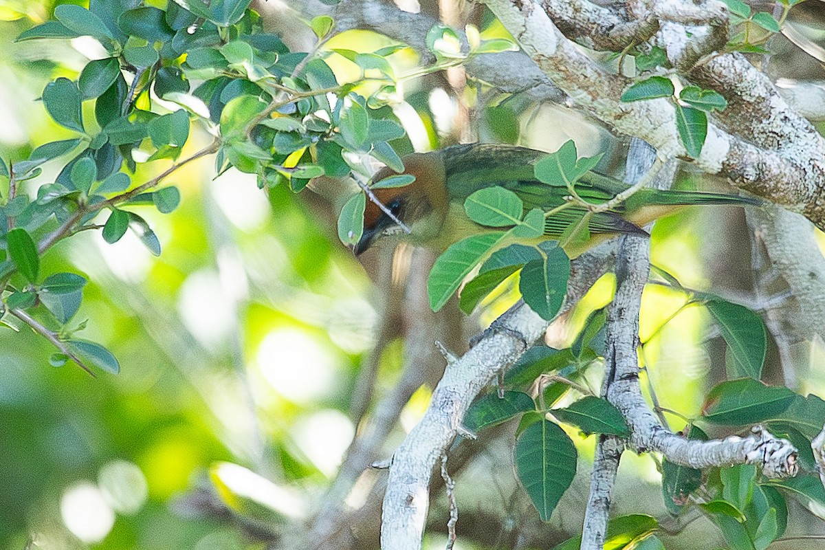 Black-backed Tanager - ML640878606