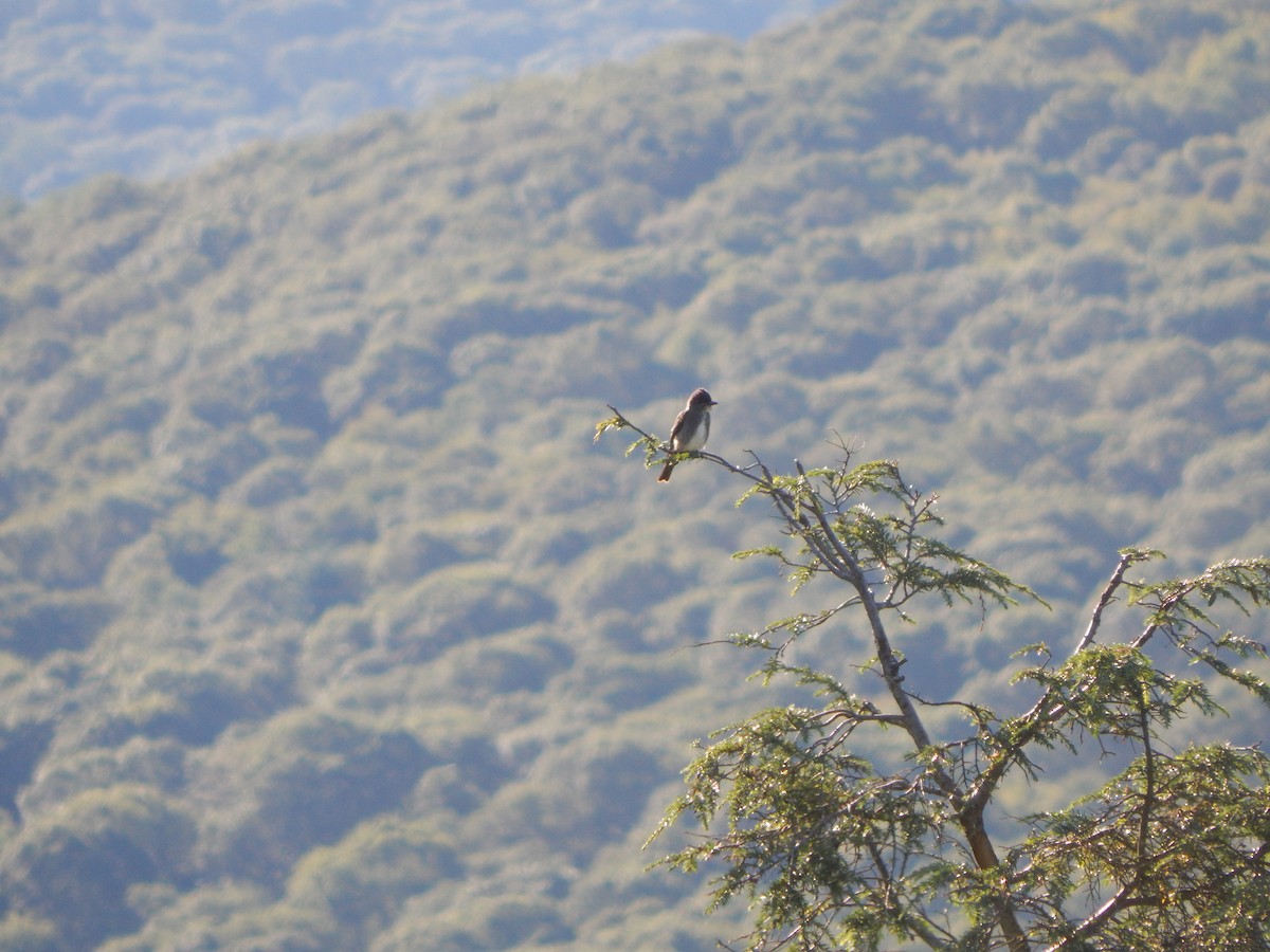 Olive-sided Flycatcher - ML640878650