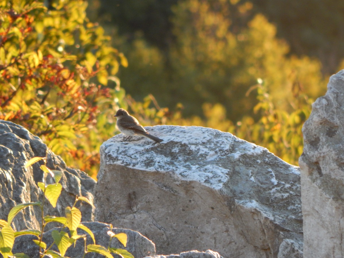 Eastern Phoebe - ML640878657