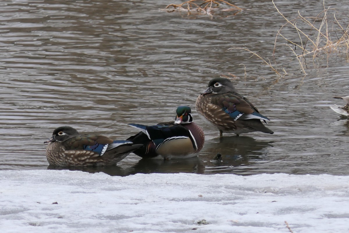 Wood Duck - ML640878769