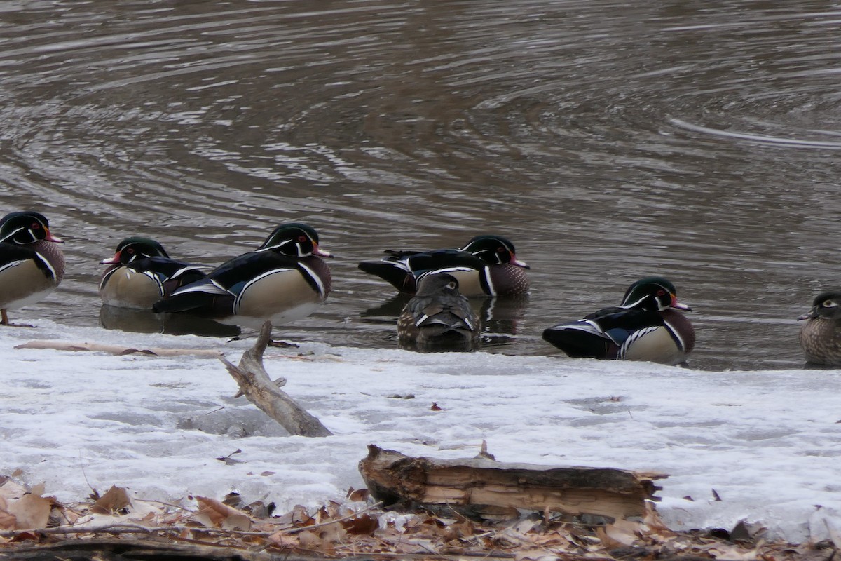 Wood Duck - ML640878770