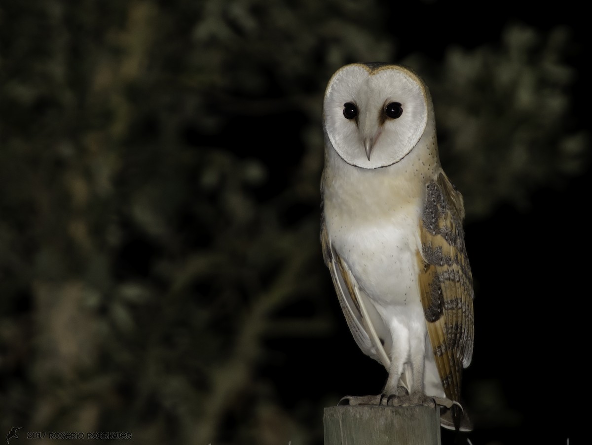 Western Barn Owl - Rogério Rodrigues