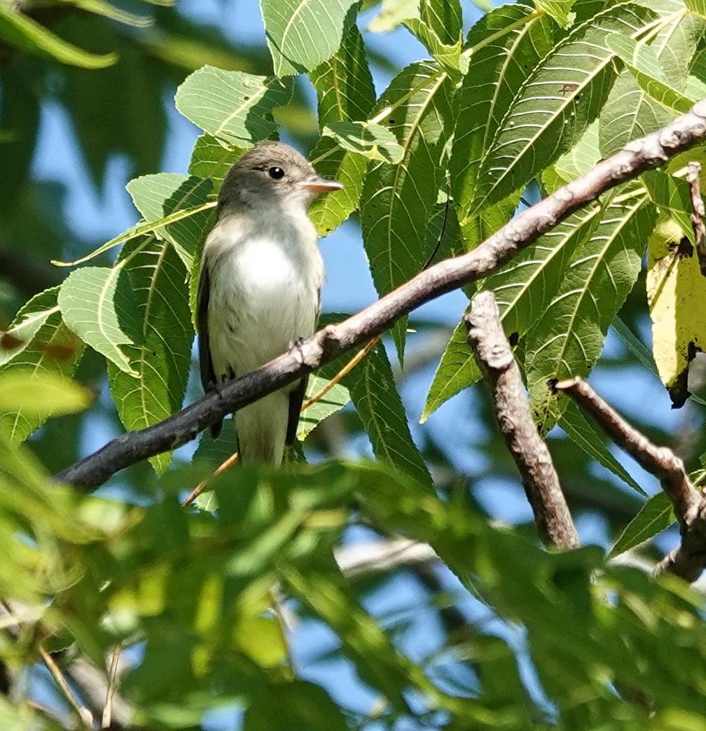 Alder Flycatcher - ML640878871