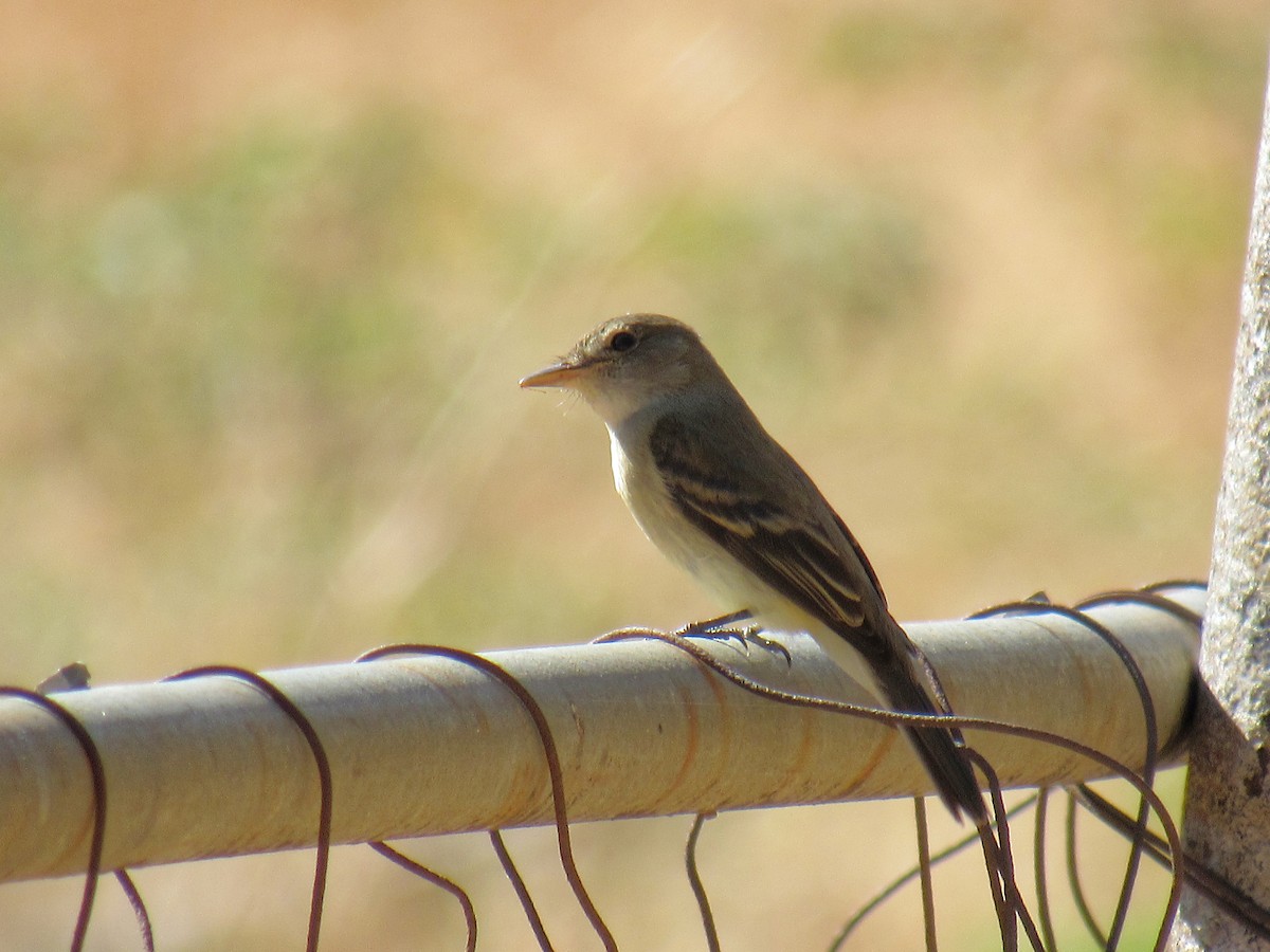 Willow Flycatcher - ML640878922