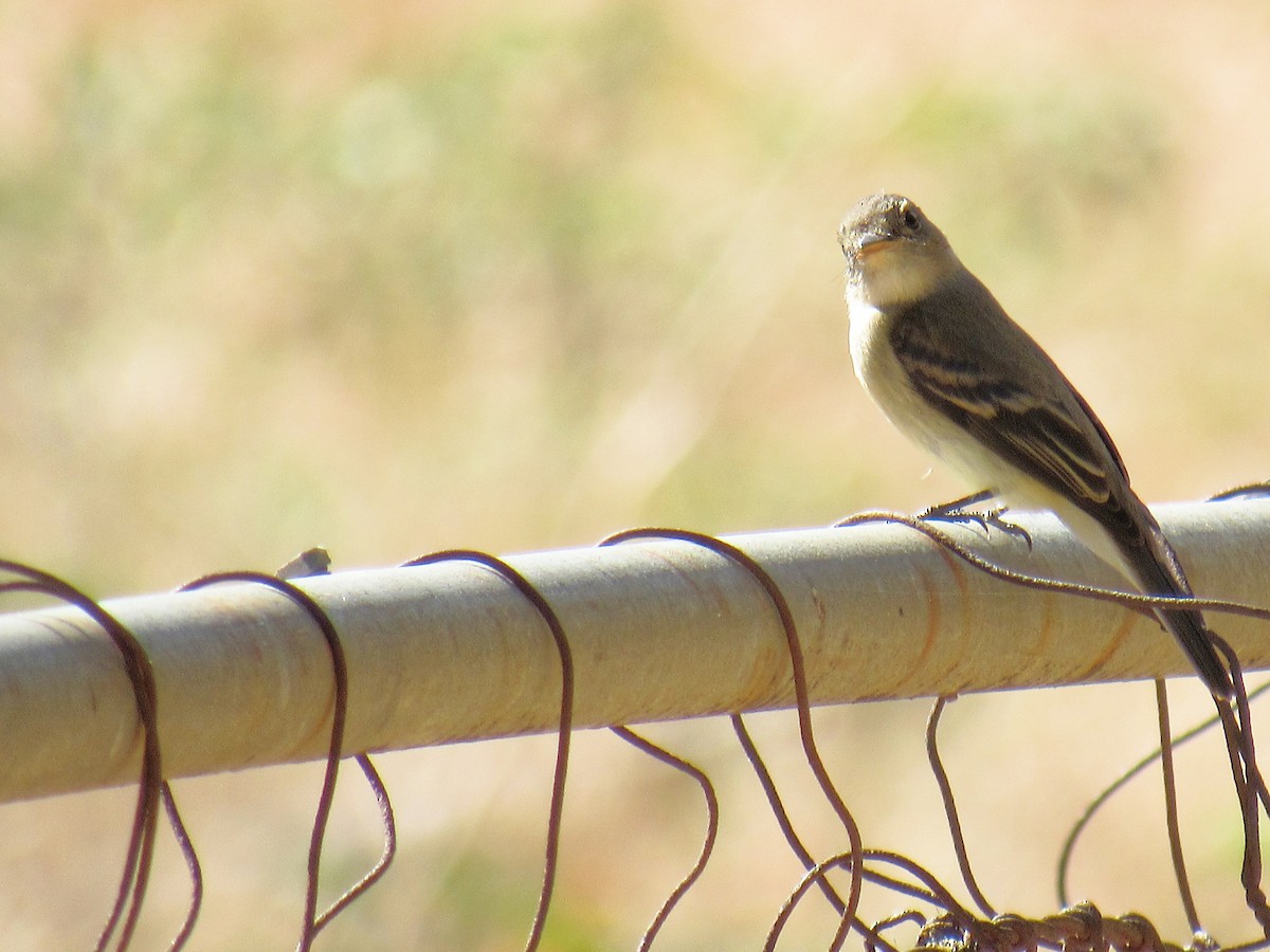 Willow Flycatcher - ML640878923