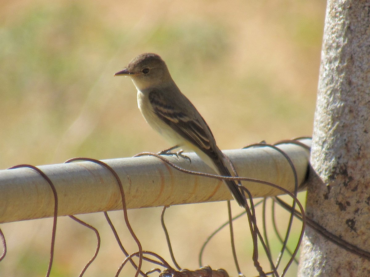 Willow Flycatcher - ML640878924