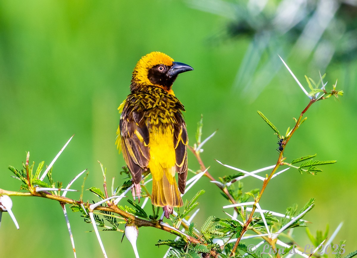Fox's Weaver - ML640878937