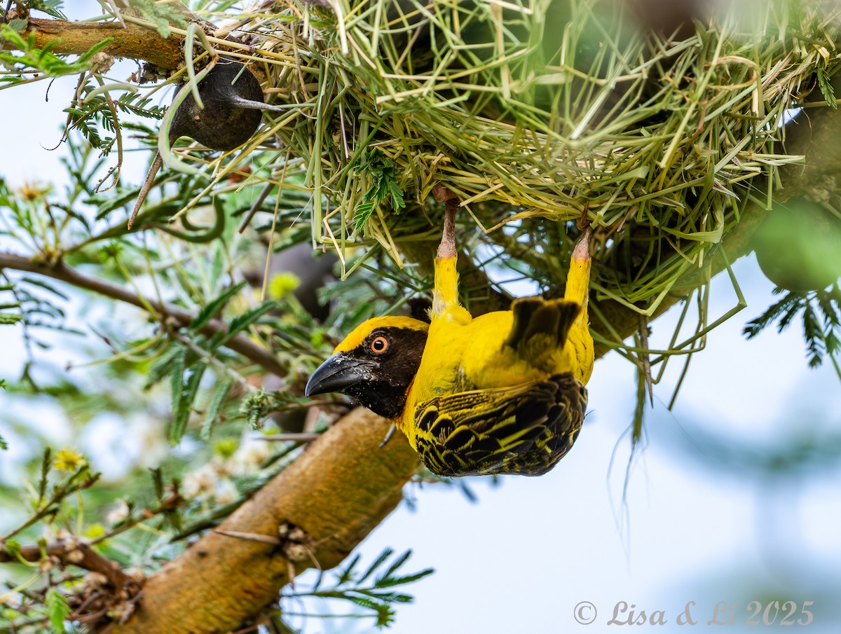 Fox's Weaver - ML640878941